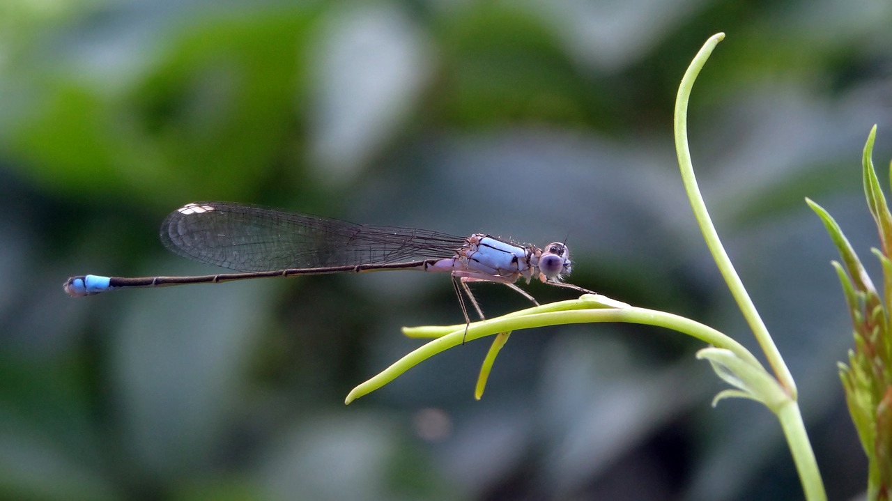 Image - dragonfly insect bug summer spring