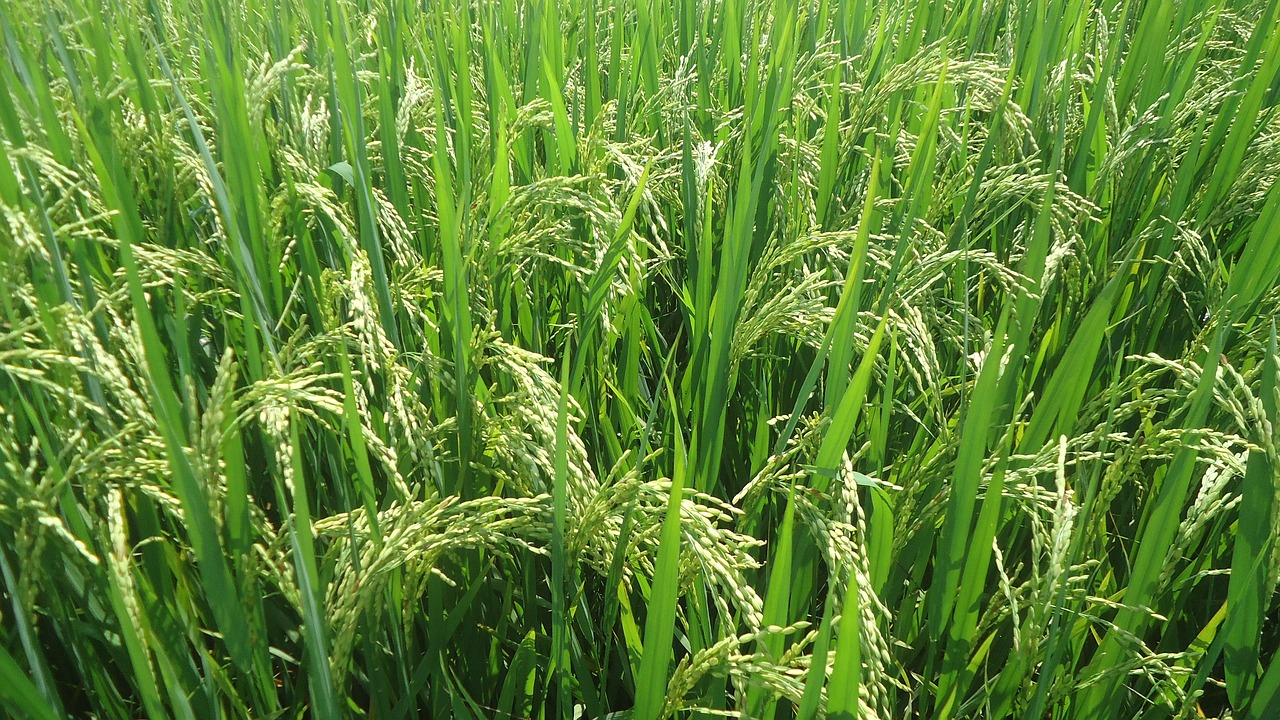 Image - silk rice vietnamese rice