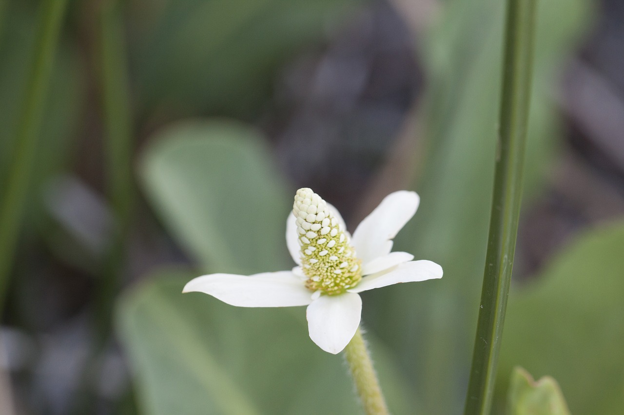 Image - anemopsis californica yerba mansa