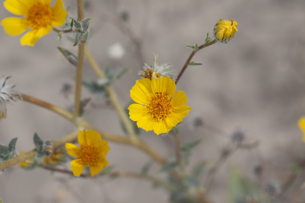 Image - desert sunflower geraea canescens