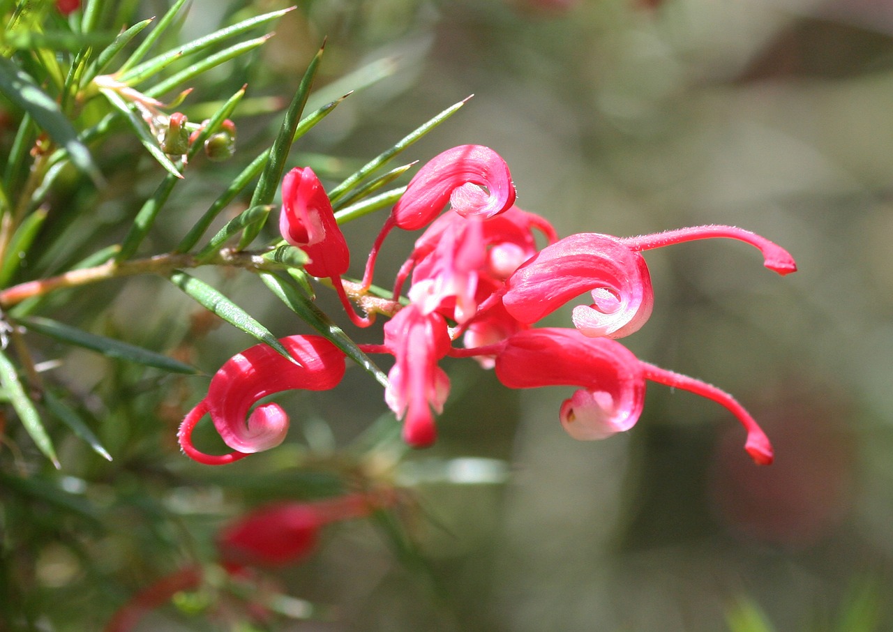 Image - grevillea sp red white green