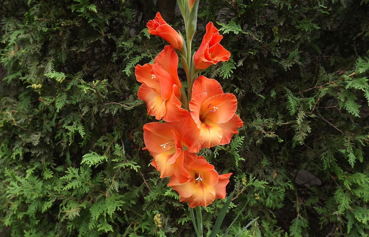 Image - flowers gladiole gladioli garden