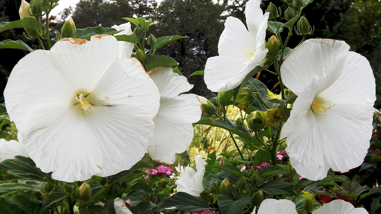 Image - flora flowers rose chinese white