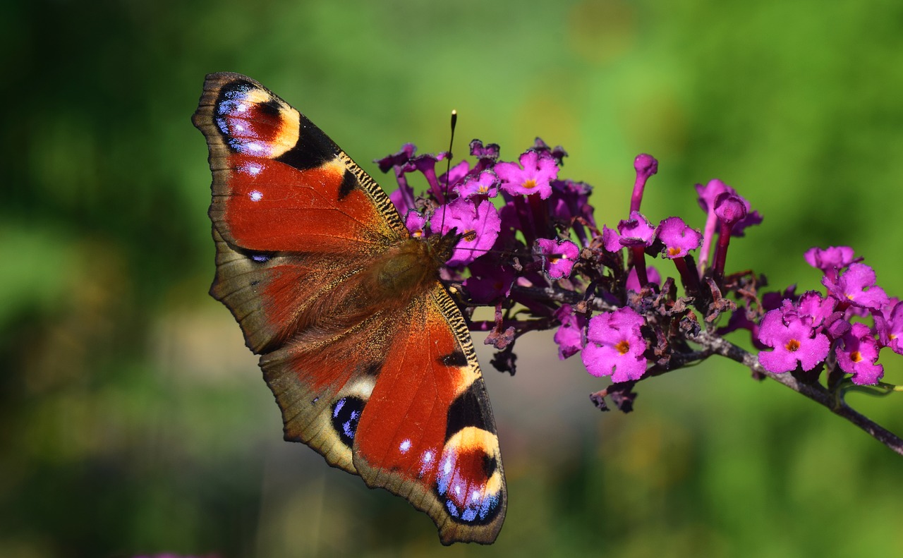 Image - peacock butterfly insect flower