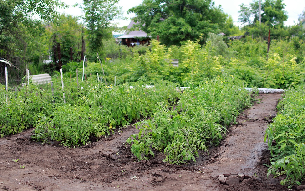 Image - dacha vegetable garden tomatoes