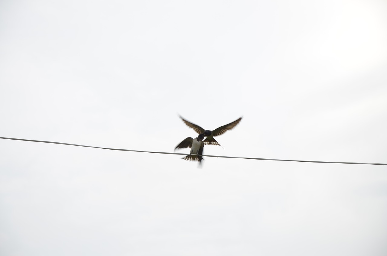 Image - nurture swallow wire bird