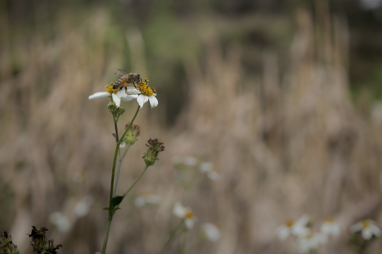 Image - bee flower autumn defoliation