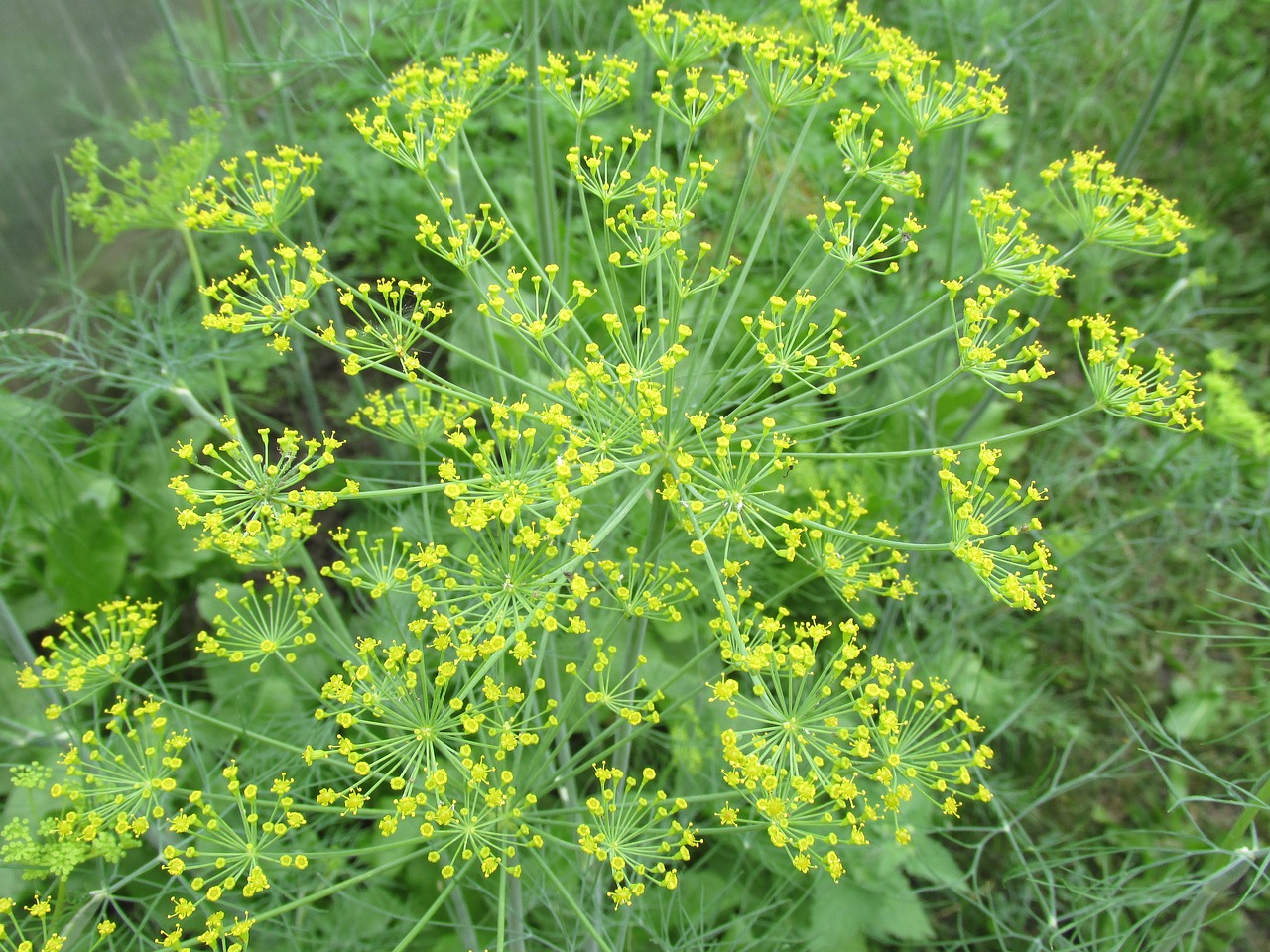 Image - dill green garden herbs nature