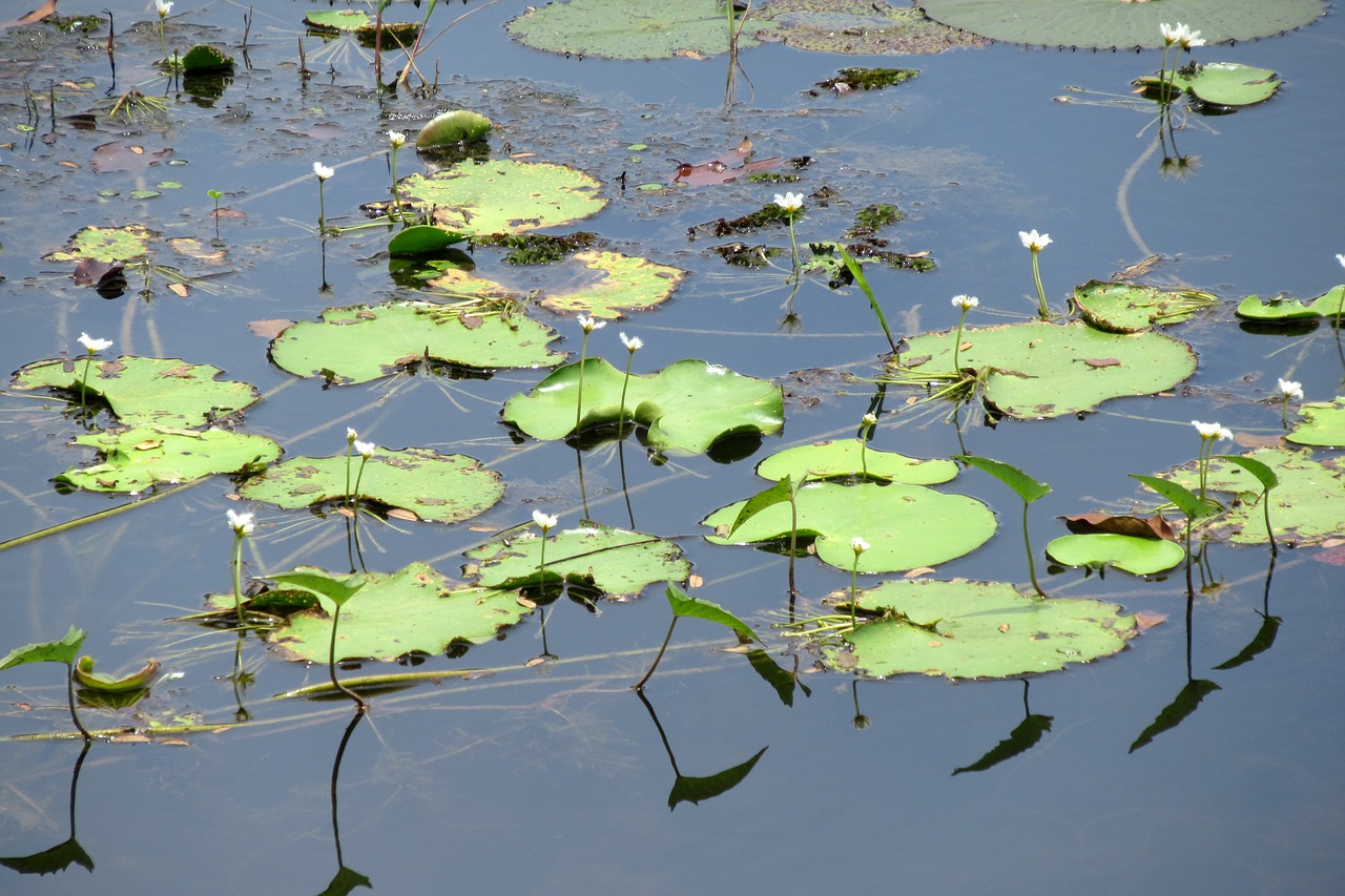 Image - aquatic plants pond body of water
