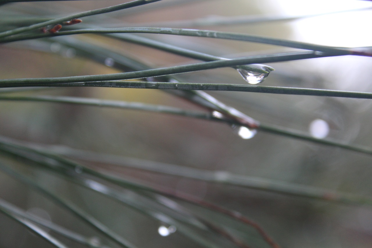 Image - dewdrop autumn wet outdoor