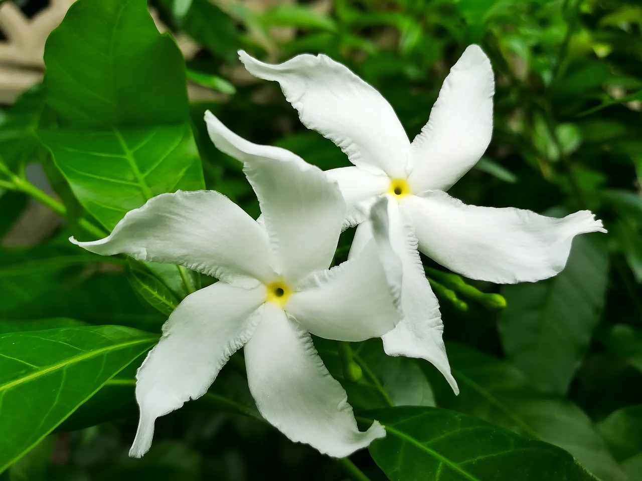 Image - flowers white pud