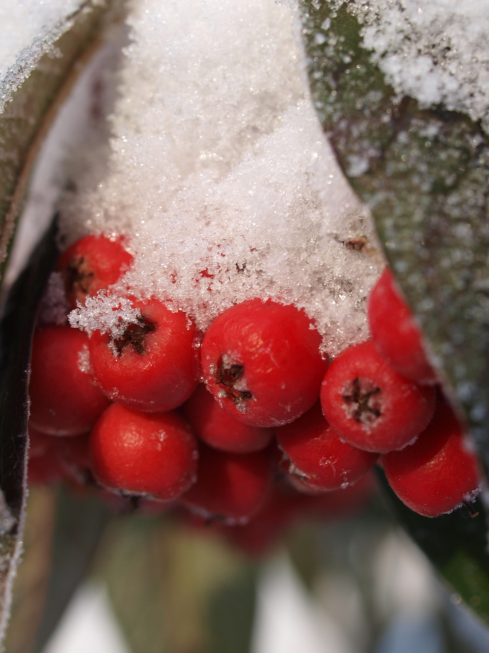 Image - snow winter berries xmas