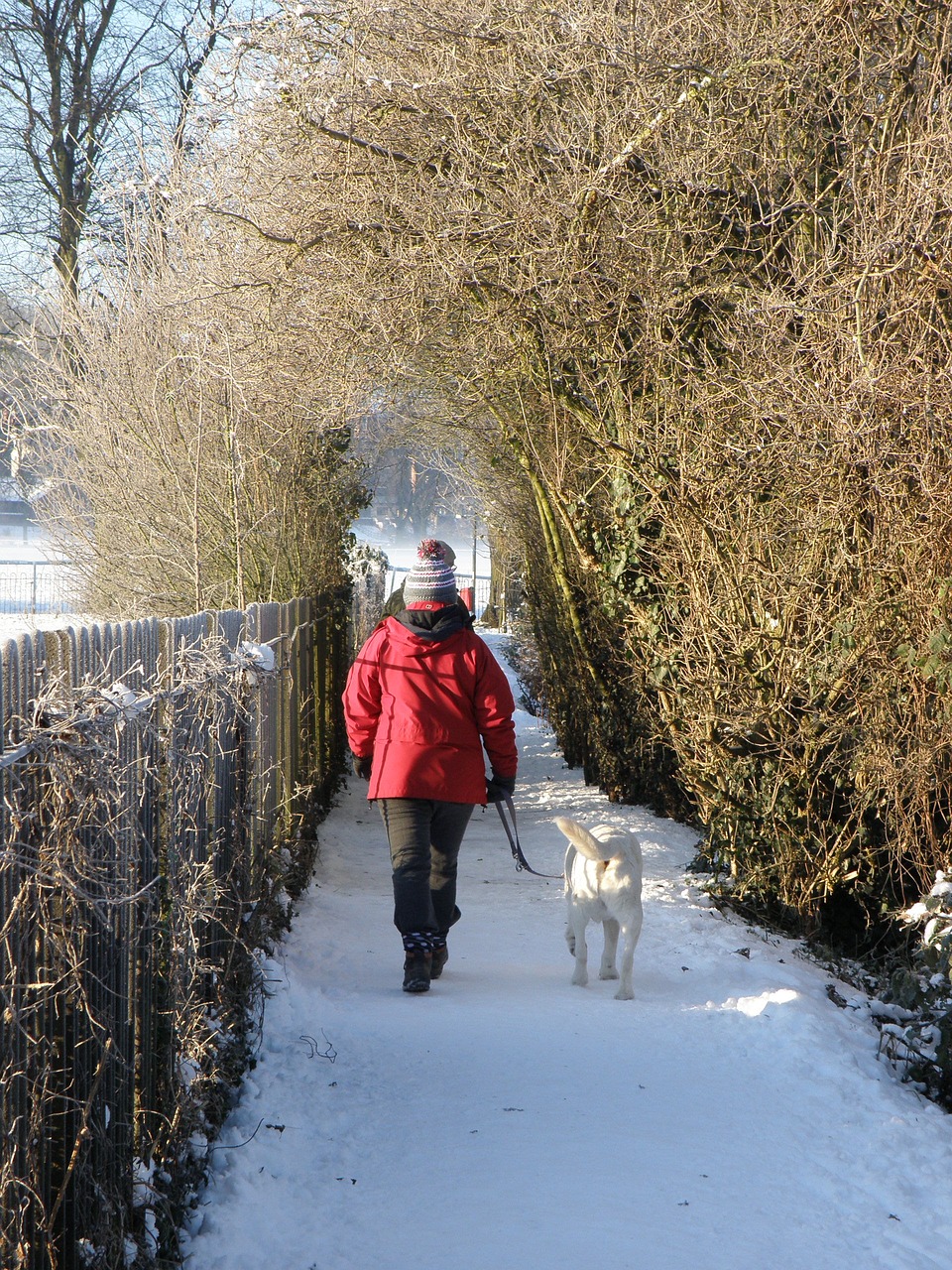 Image - winter snow path dog walk