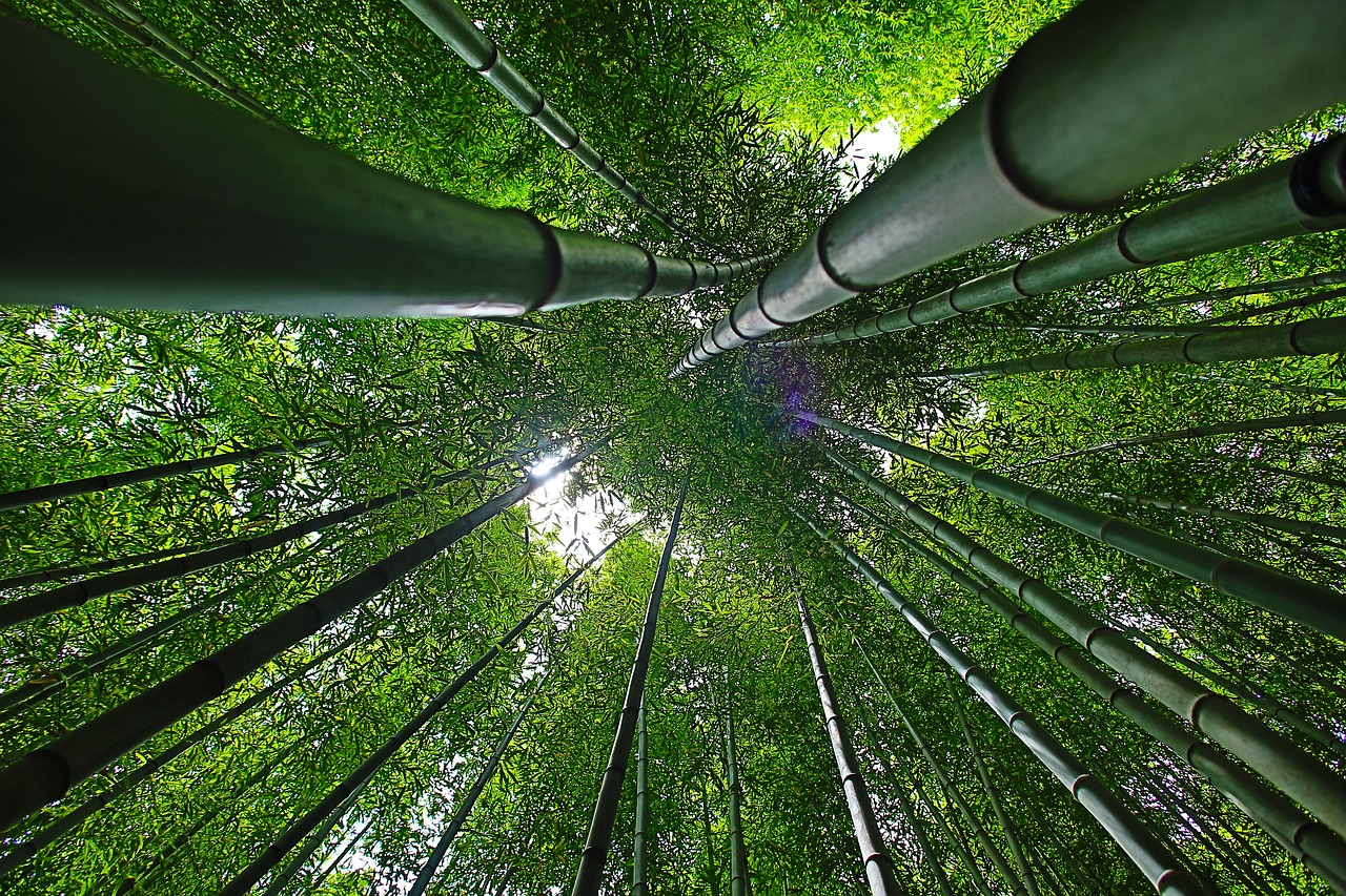 Image - korea damyang bamboo forest nature
