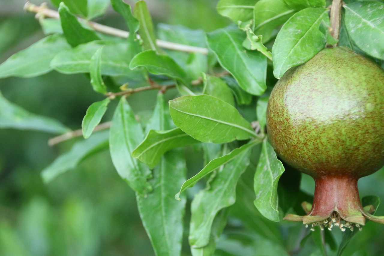 Image - pomegranate fruit tropics exotic