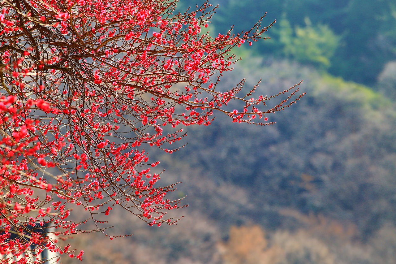 Image - mixed sales call korea hwaeomsa