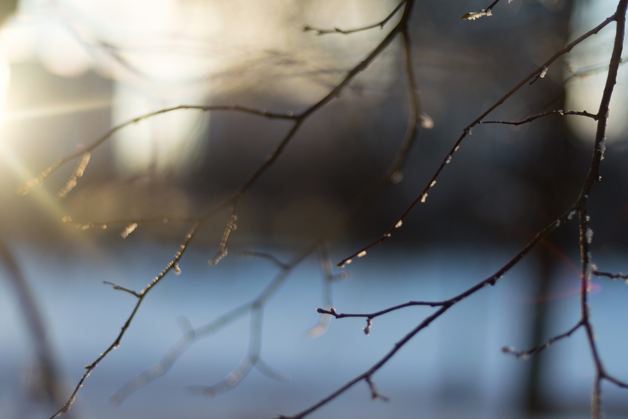 Image - lines trees branches winter sunset