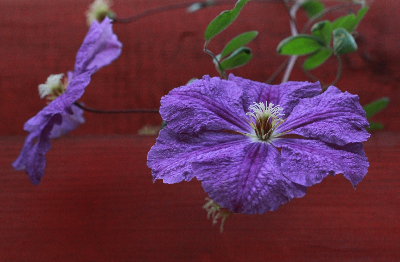 Image - petunia flowers garden