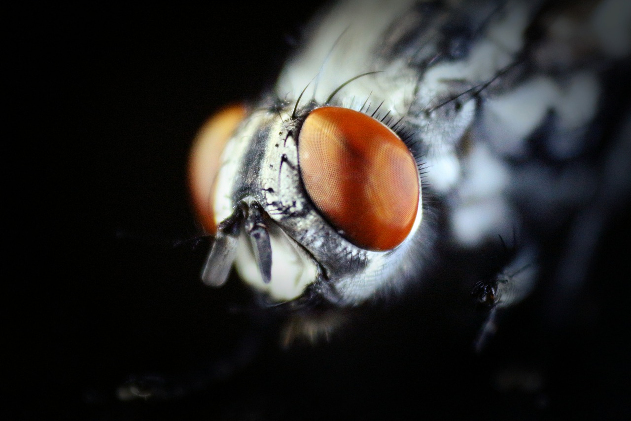 Image - flys black brown eye fly