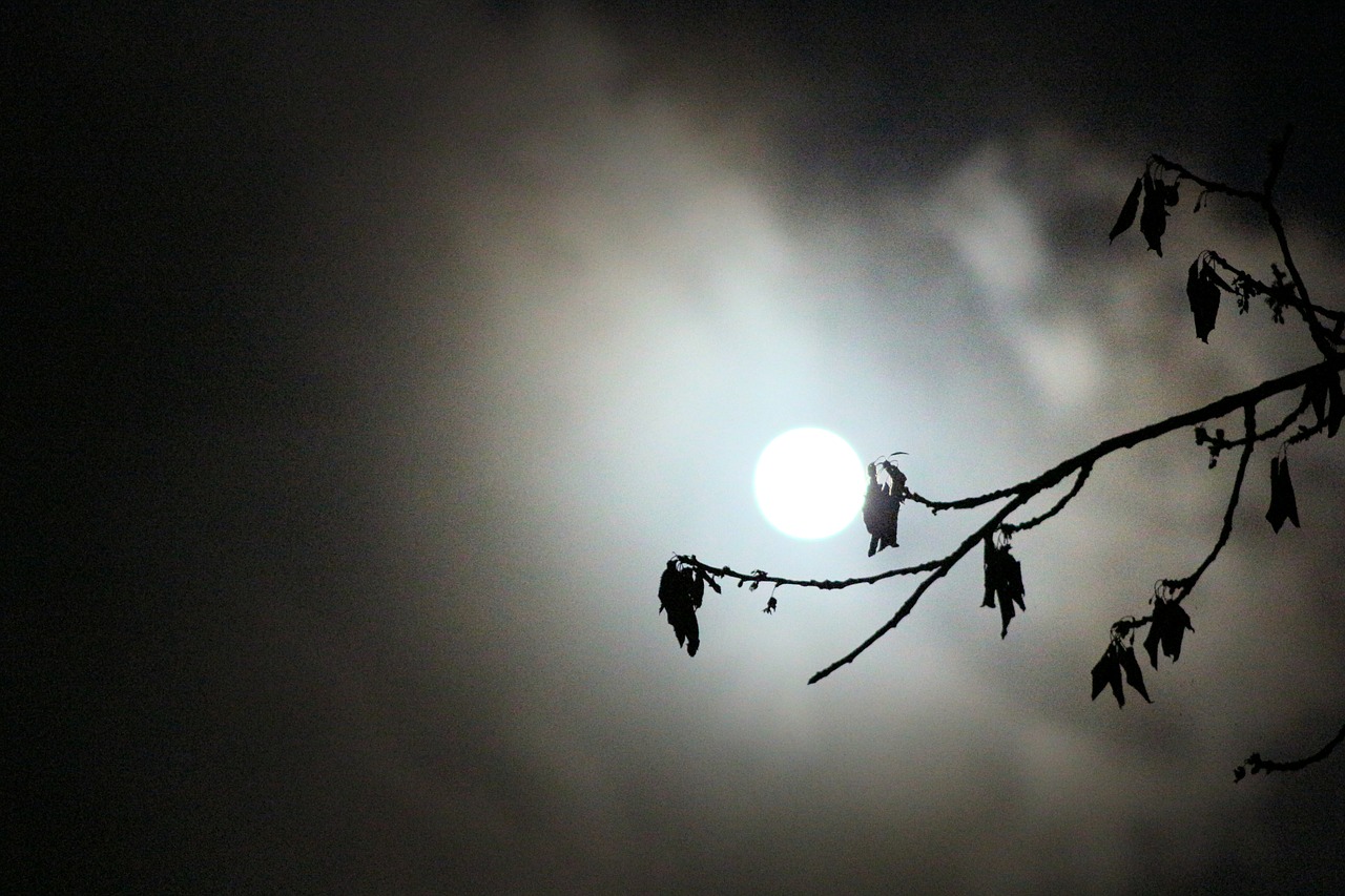 Image - fullmoon make cloud night tree