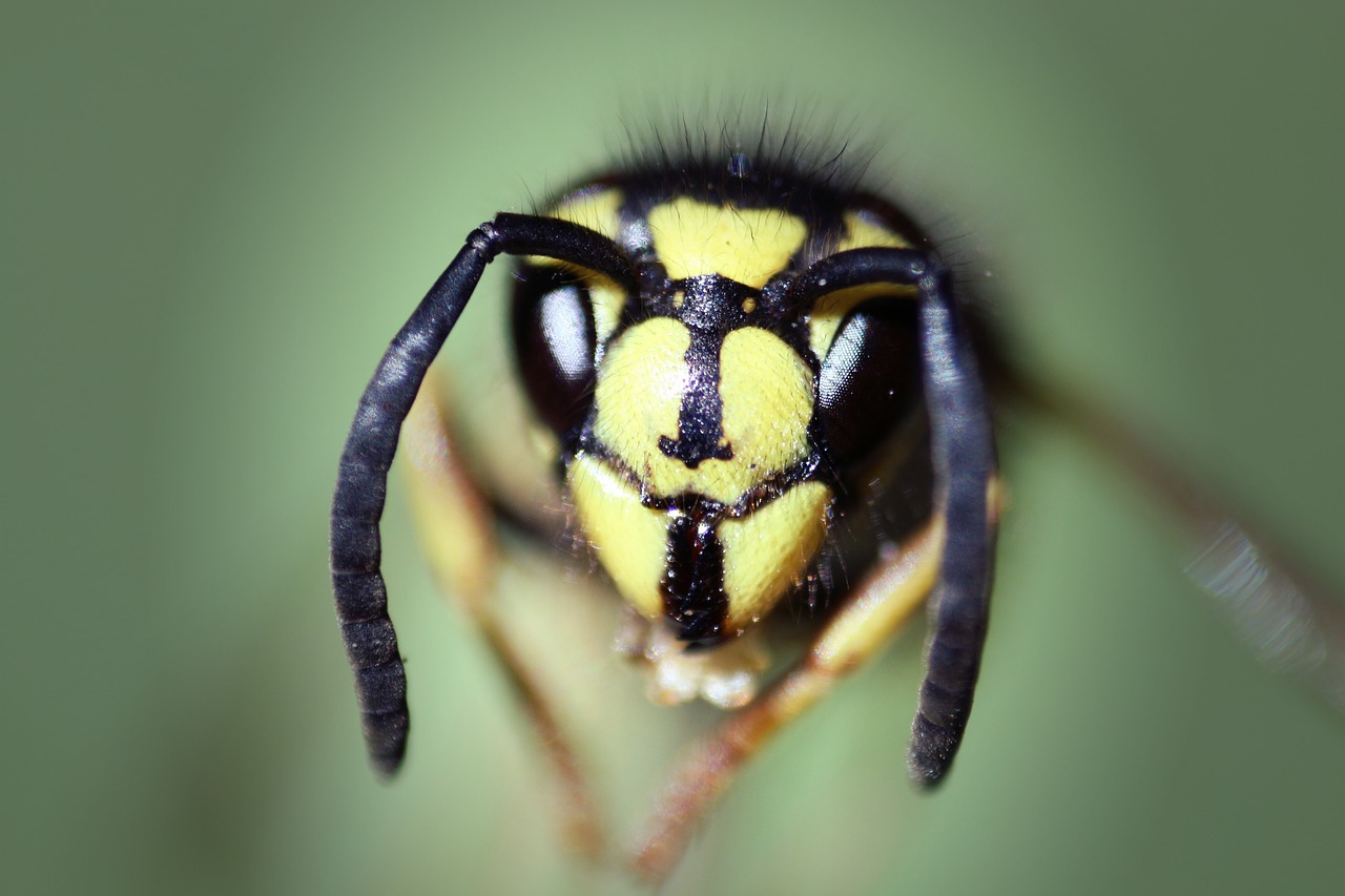 Image - bee red yellow antenna insect