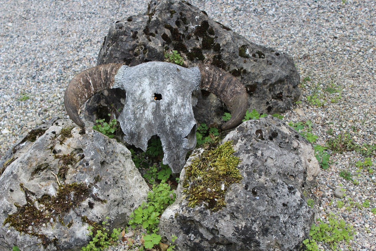 Image - horns skeleton skull bone