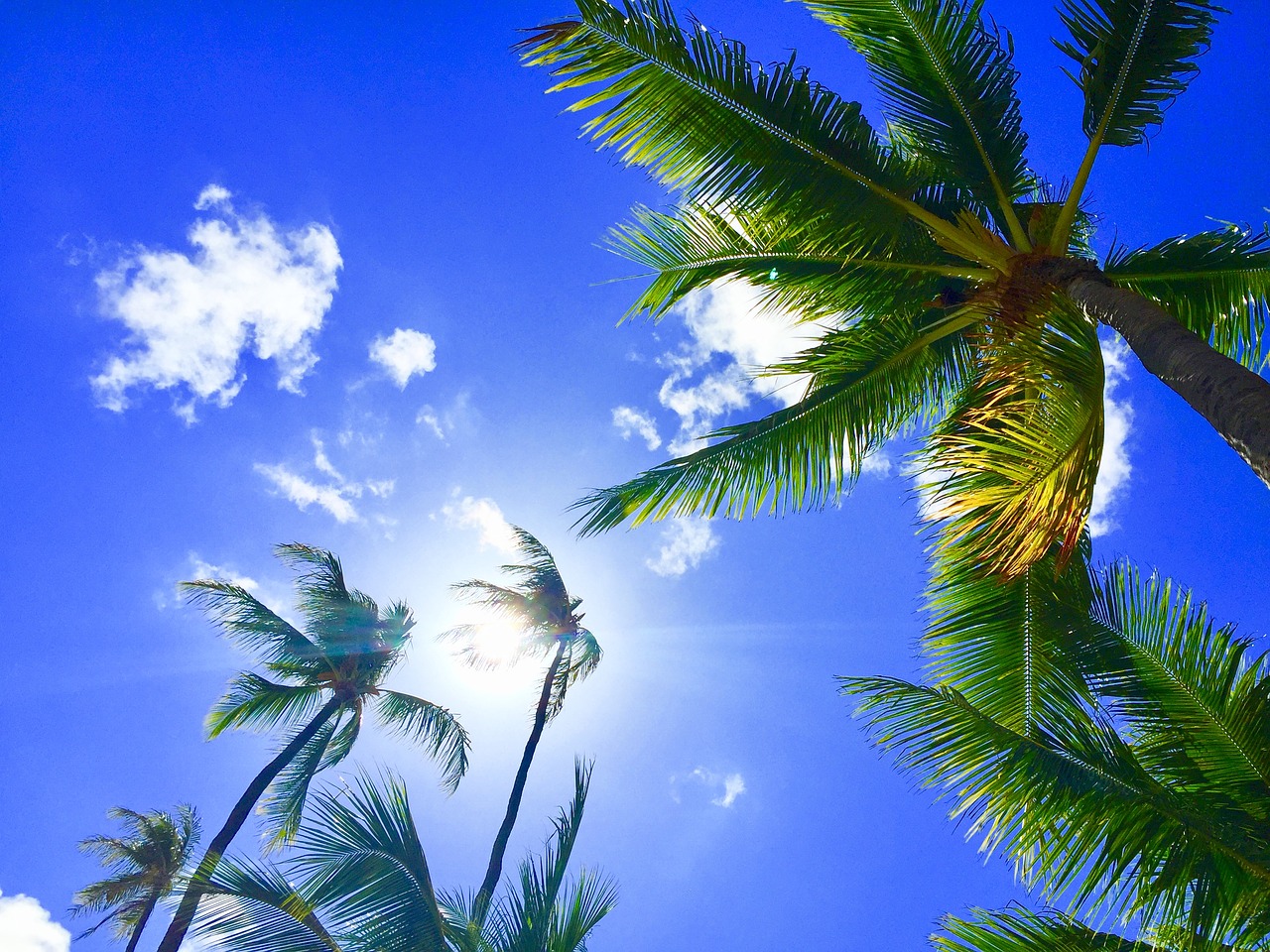 Image - hawaii aloha palmtree bluesky