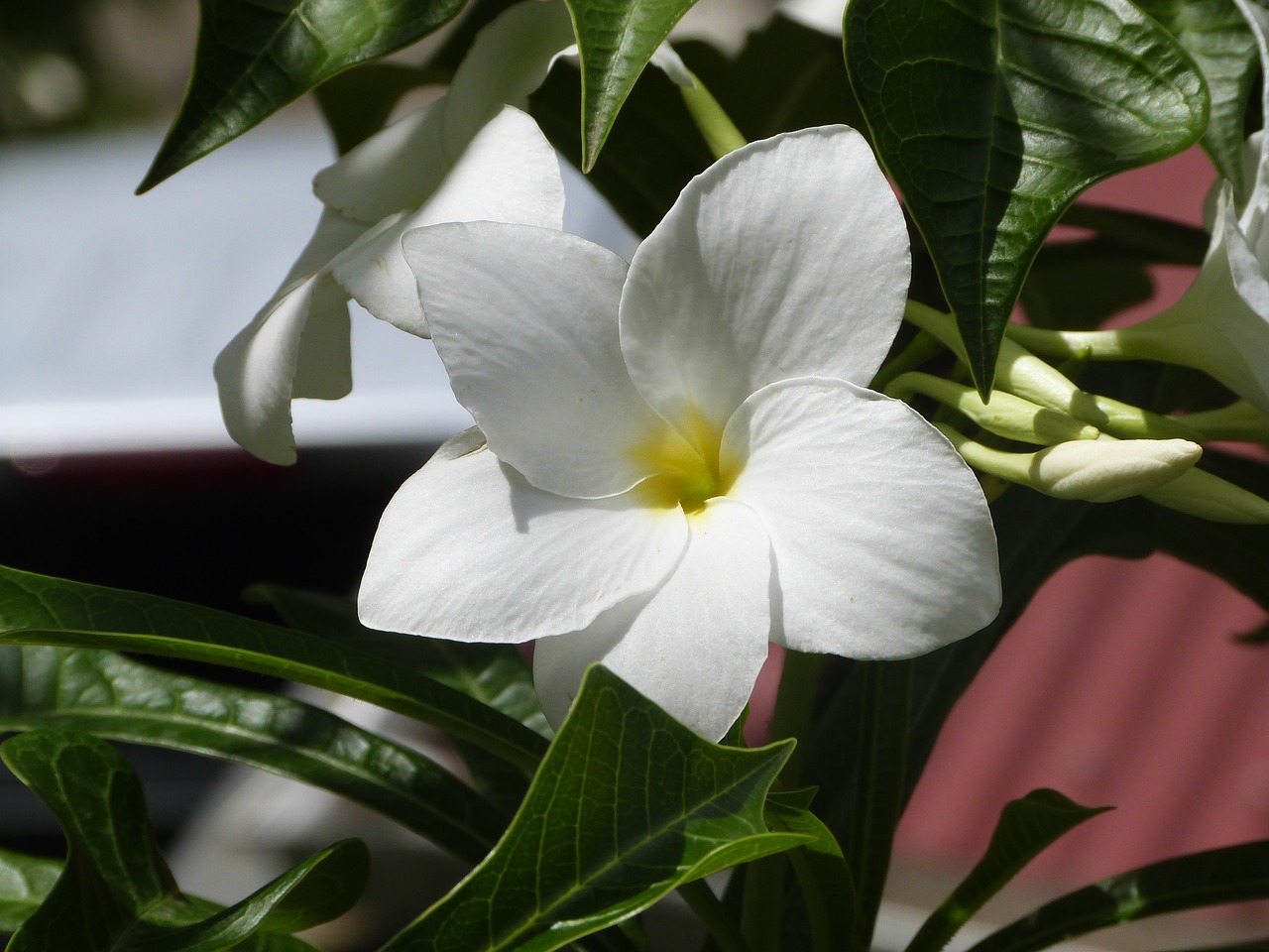 Image - flower white flower amaryllis flora