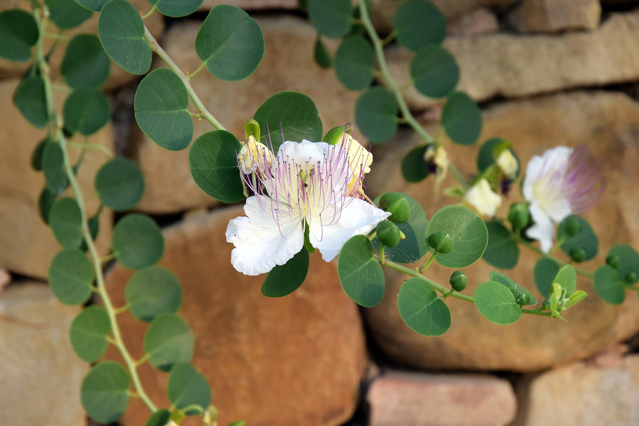 Image - background flowers plants flower