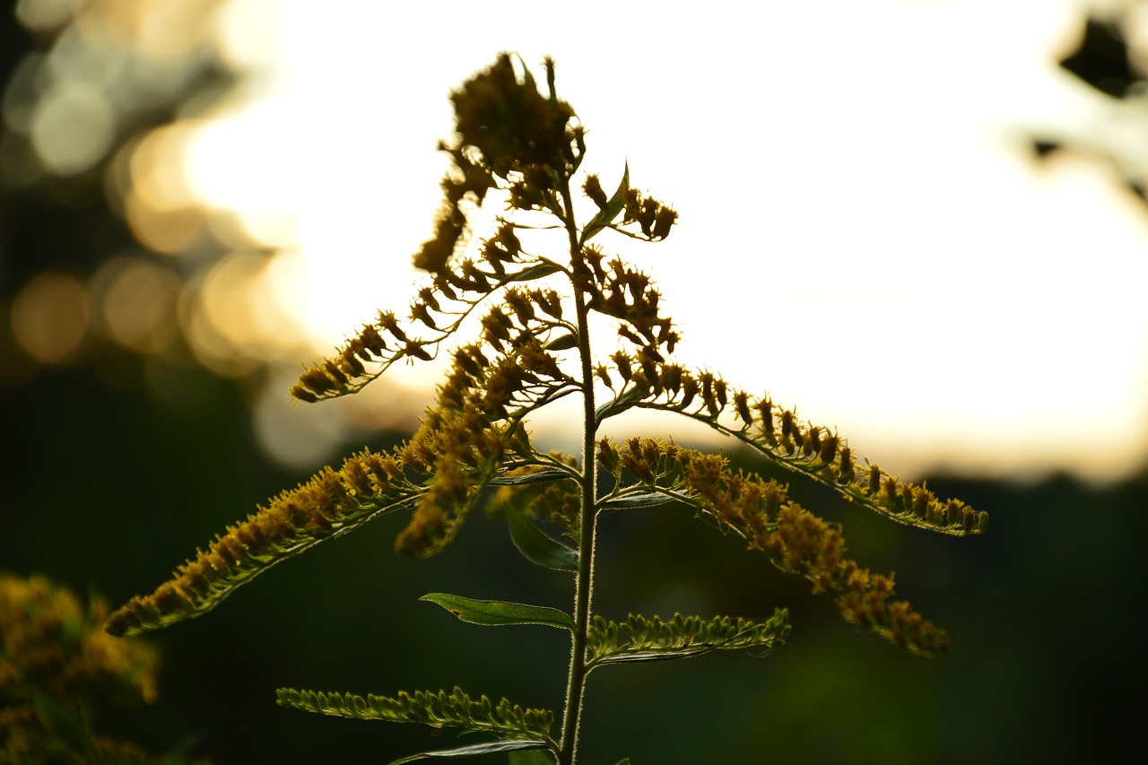 Image - flower illumination nature