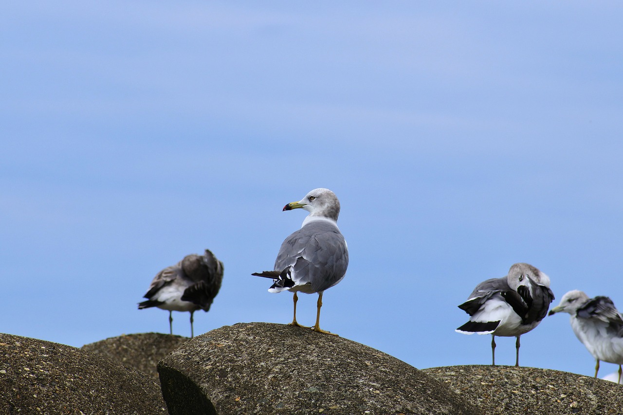 Image - animal sea wave off block seabird