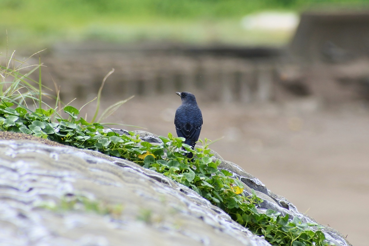 Image - animal sea beach little bird