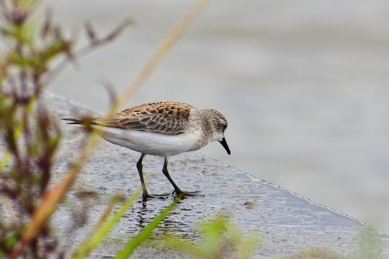 Image - animal river waterside wild birds