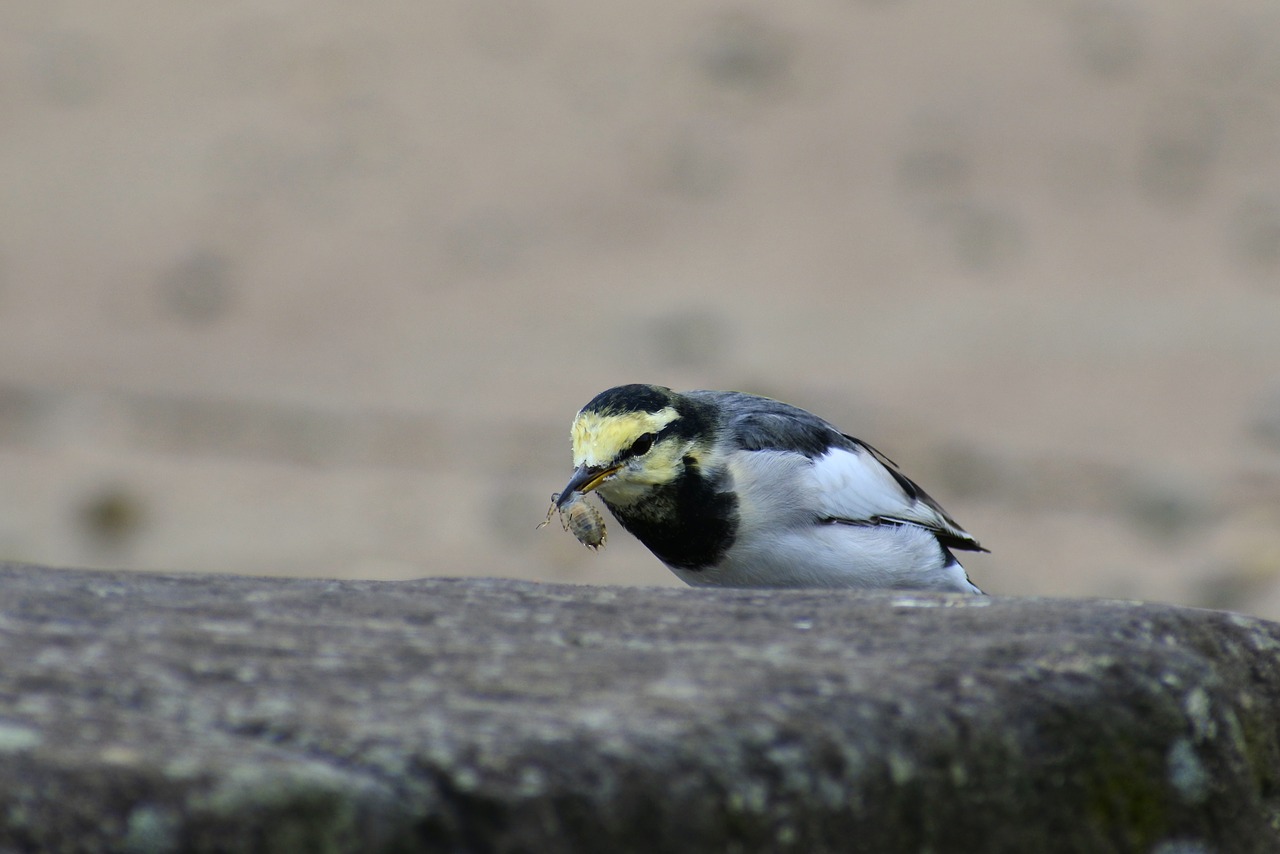 Image - animal pond stone wild birds