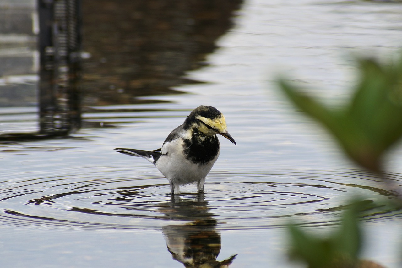 Image - animal pond waterside wave moire