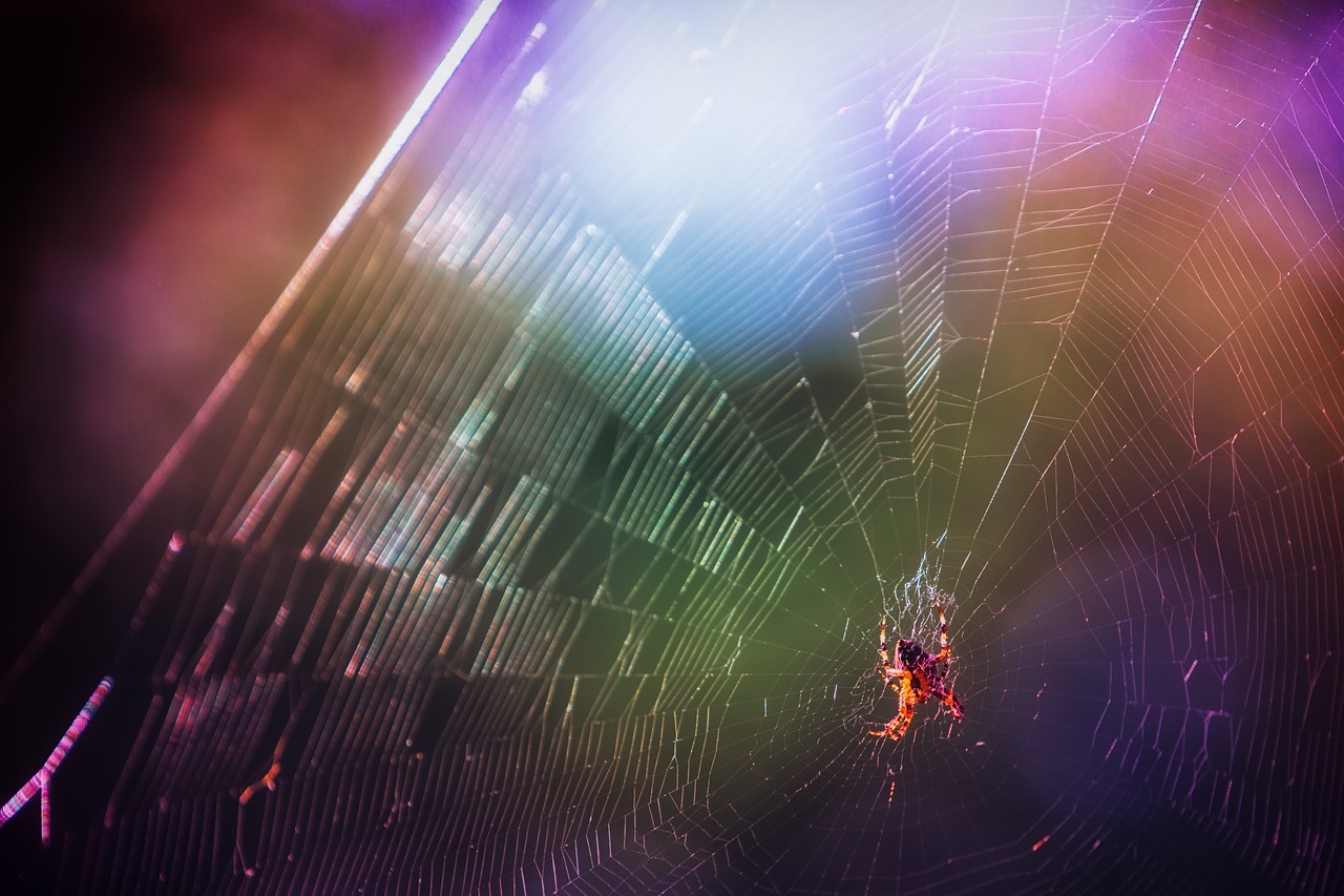 Image - spider cobweb color september