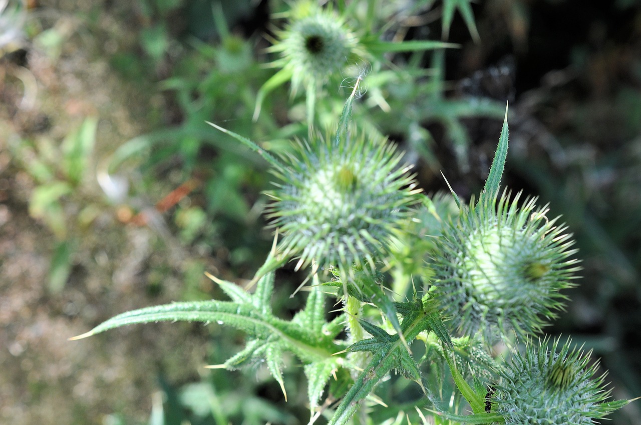 Image - thistle nature shrubs