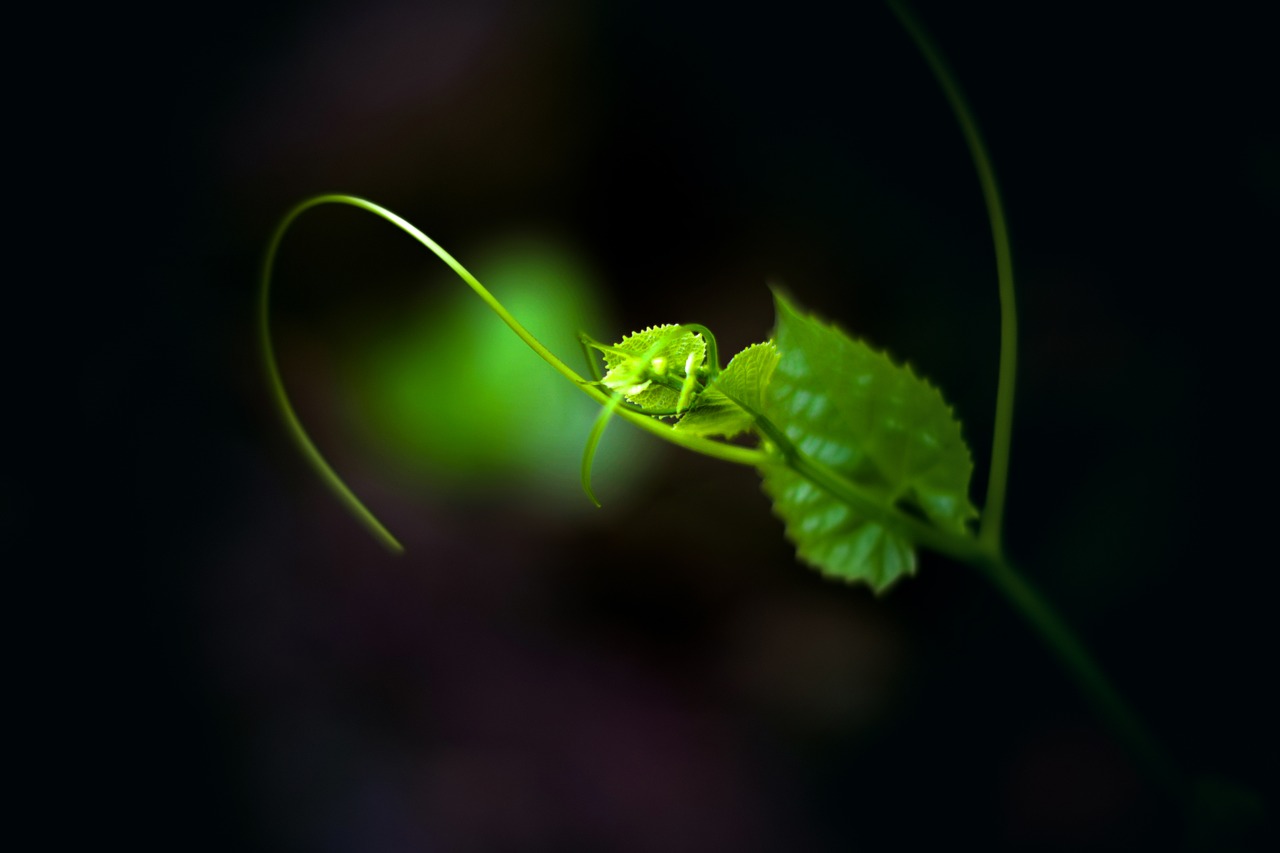 Image - leaf green new leaf wallpaper
