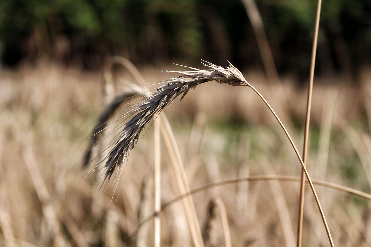 Image - rye corn ears grains kłos