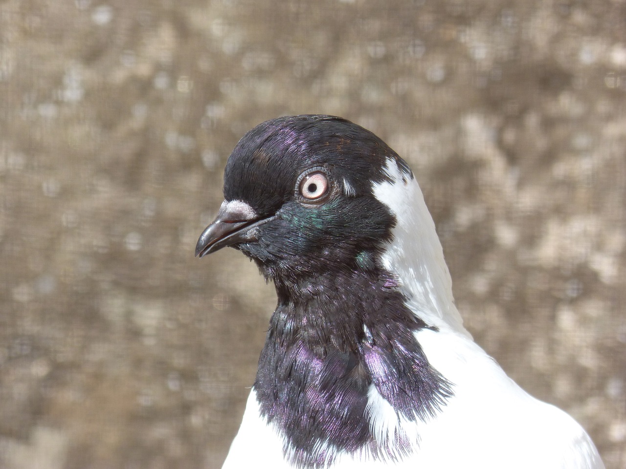 Image - paloma lookout ave feathers bird