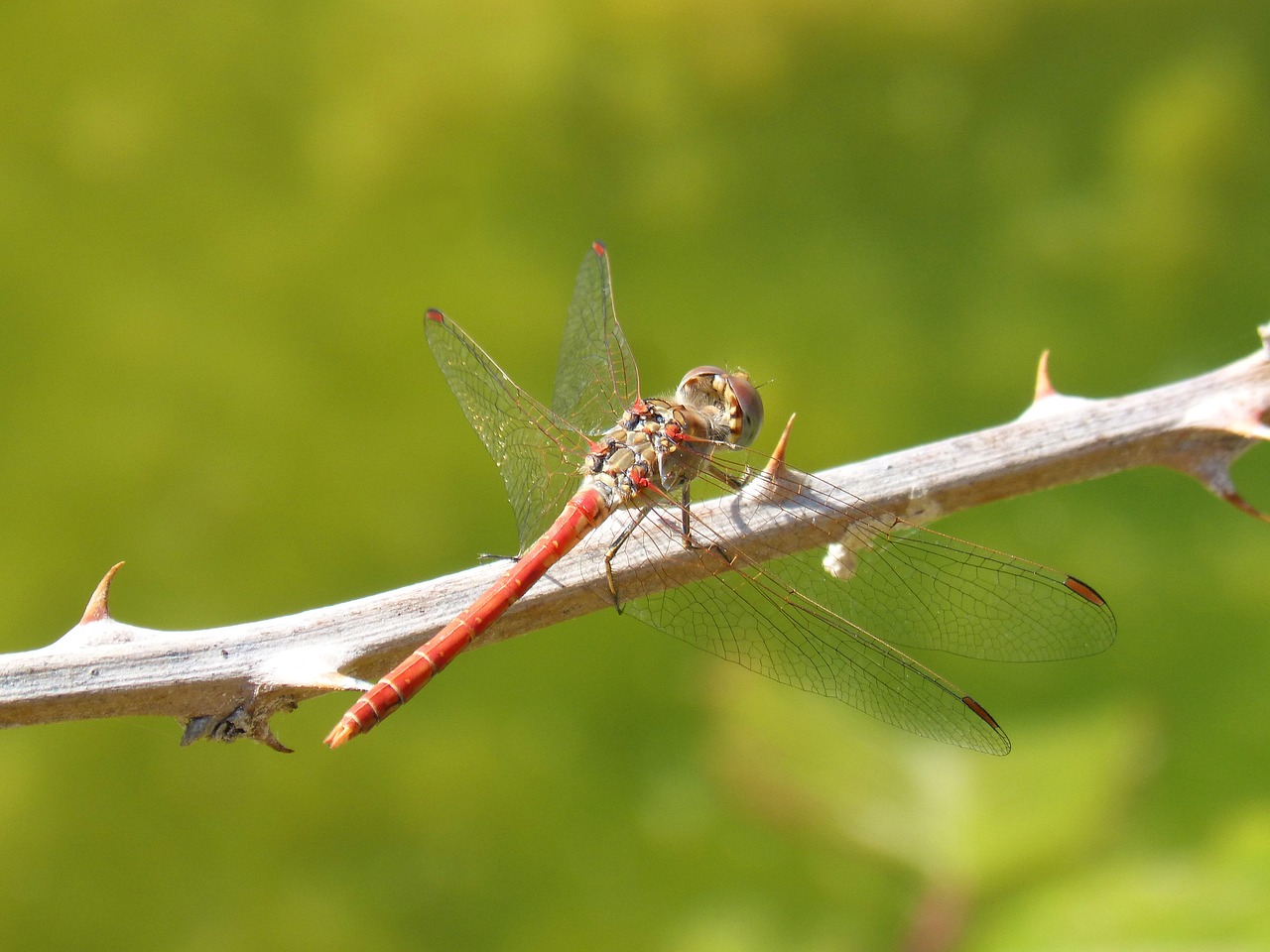 Image - dragonfly red dragonfly