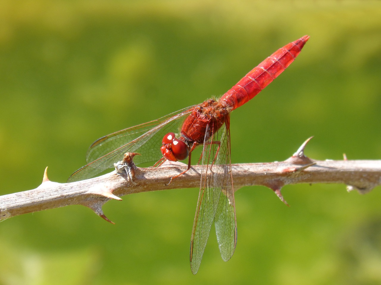 Image - dragonfly red dragonfly