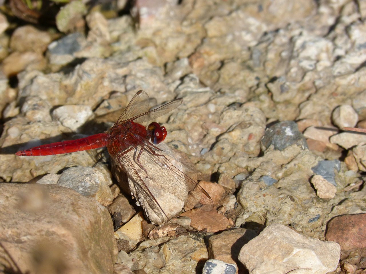 Image - dragonfly red dragonfly