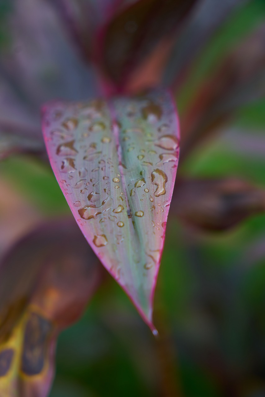 Image - leaves rain drop macro close
