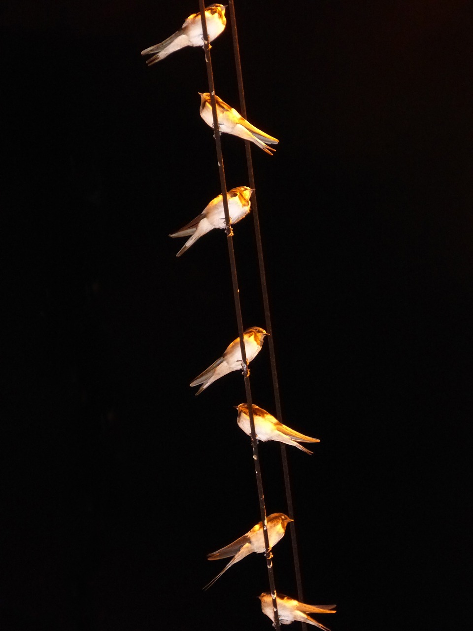 Image - swallows hirundo rustica cables
