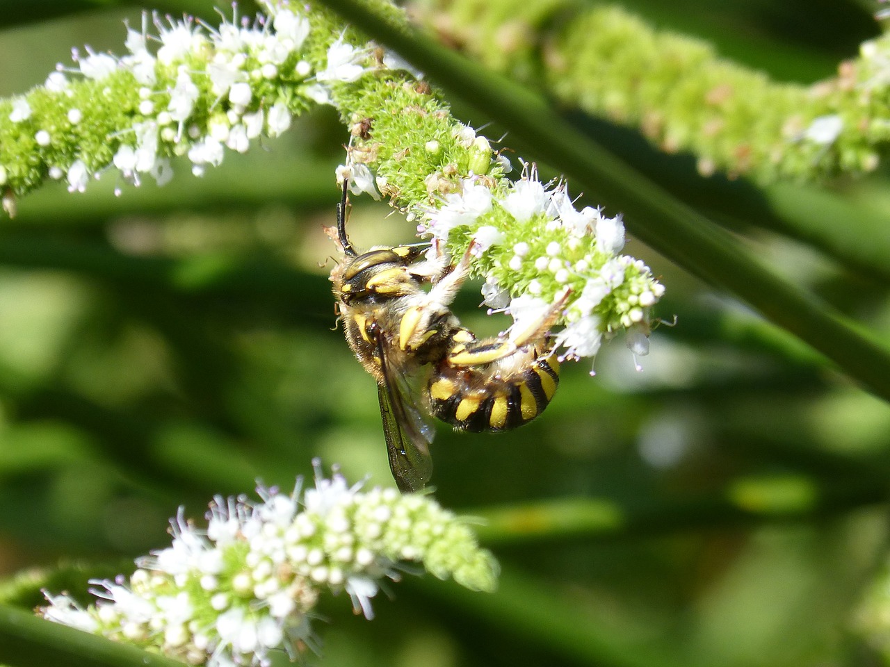 Image - hornet flower libar wetland