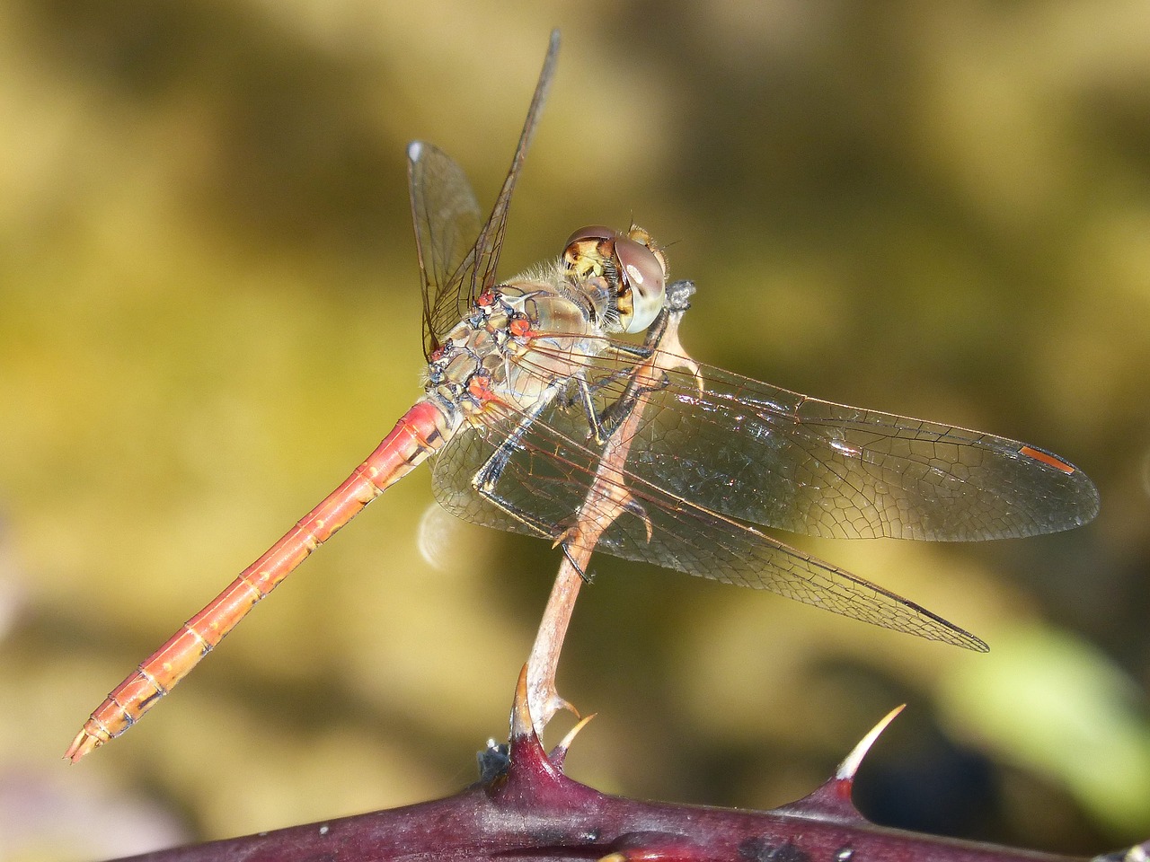 Image - red dragonfly branch thorns