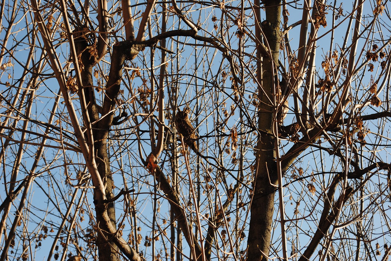 Image - owl animal tree brown winter