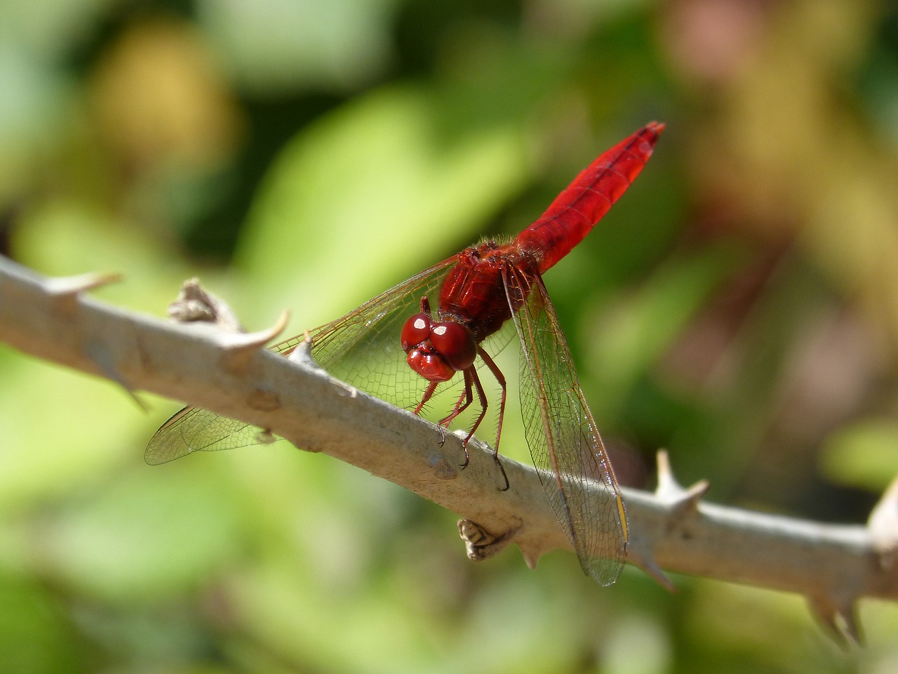 Image - red dragonfly dragonfly hawthorn