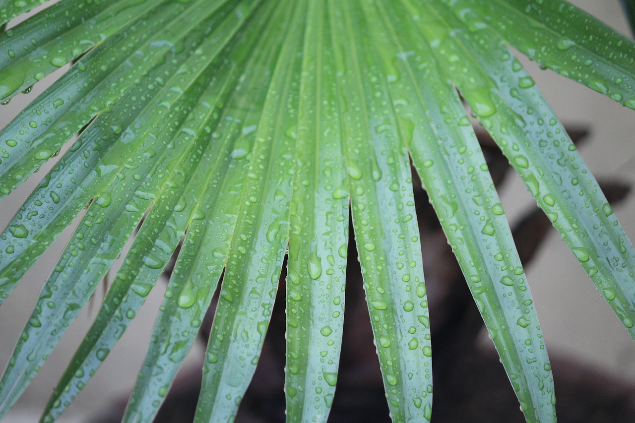 Image - plant leaves rainy day raindrops